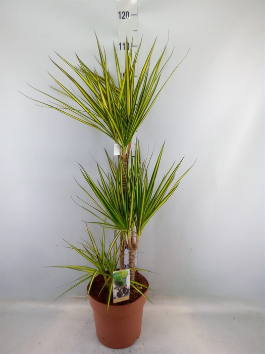 <h4>Dracaena marg. 'Sunray'</h4>