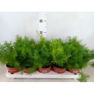 Asparagus dens. 'Sprengeri'