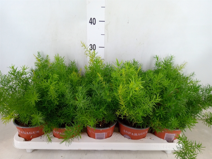 <h4>Asparagus dens. 'Sprengeri'</h4>
