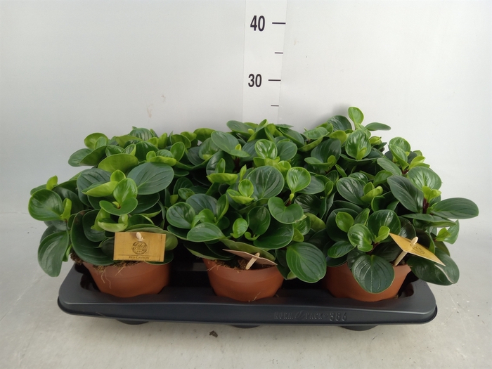 <h4>Peperomia obt. 'Red Canyon'</h4>