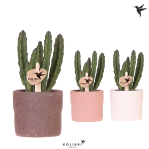 Kolibri Greens Stapelia Leendertziae in Rustic pot mix