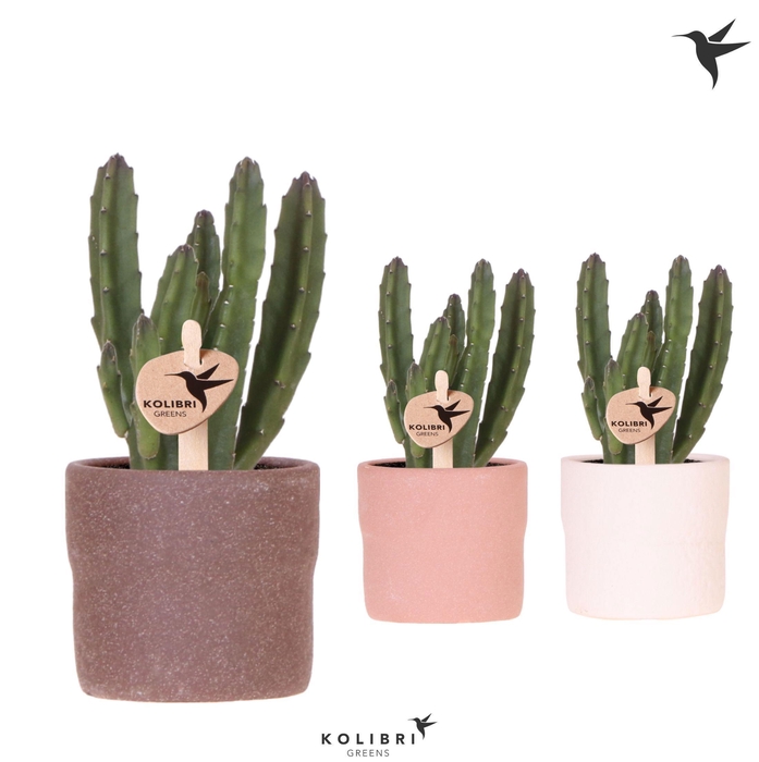 <h4>Kolibri Greens Stapelia Leendertziae in Rustic pot mix</h4>