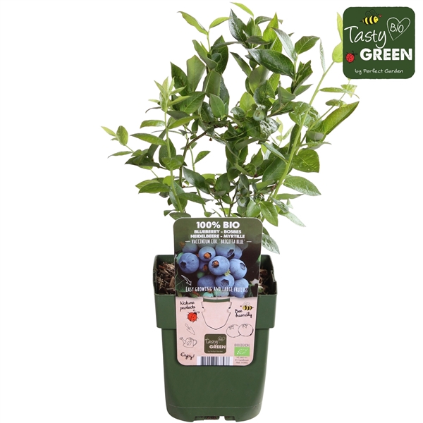 Vaccinium corymb. Brigitta Blue Bio P13