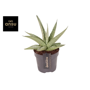 Sansevieria Comet Pastel Grey No. 3
