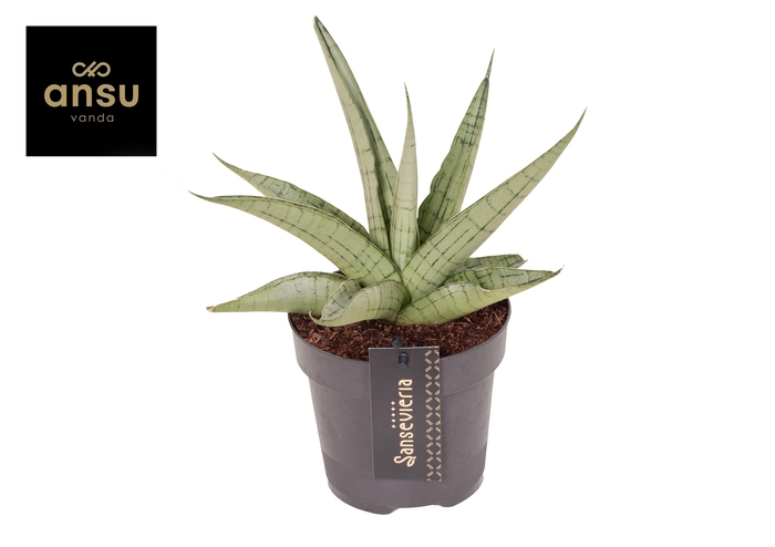 <h4>Sansevieria Comet Pastel Grey No. 3</h4>