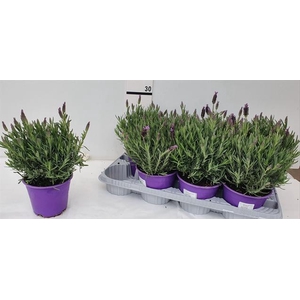 Lavandula Liddel Lady in Basket LAYER ONLY! 14Ø 30