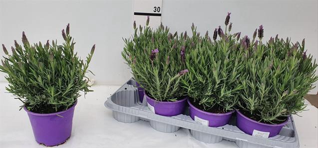 Lavandula Liddel Lady in Basket LAYER ONLY! 14Ø 30