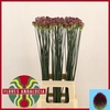 Allium Sphaerocephal (kogel)