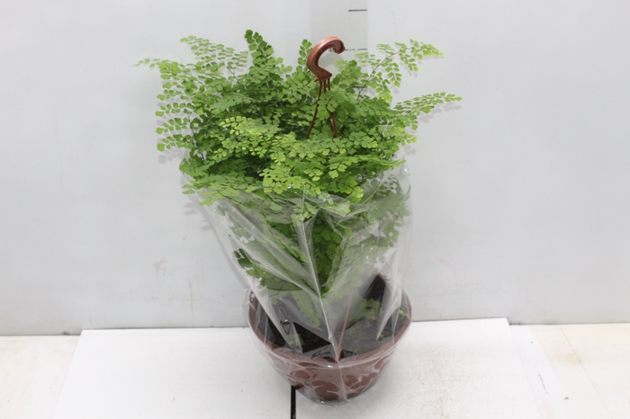 <h4>AVENCA VARIADA C21</h4>