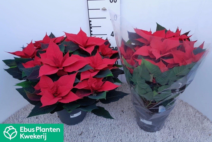 <h4>EUPHOR P GRAN ITALIA</h4>