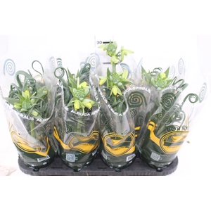 ALBUCA SPIRALIS P14 COM FLOR