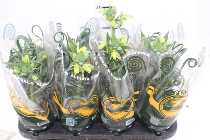 <h4>ALBUCA SPIRALIS P14 COM FLOR</h4>