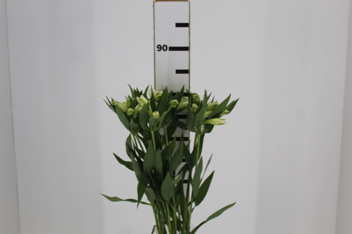 <h4>ALSTROEMERIA AKEMI 080 CM</h4>