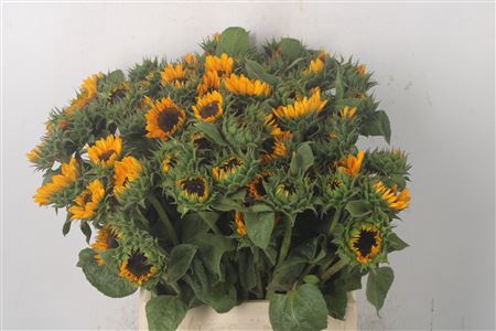 <h4>Helianthus Sonja X60</h4>