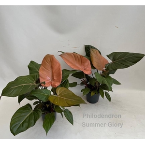 Philodendron Summer Glory 14cm