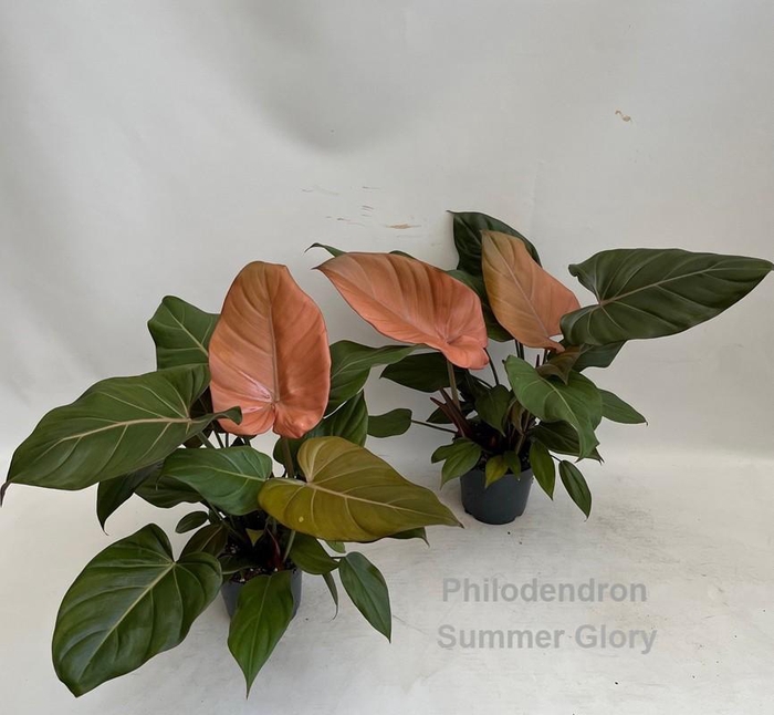 <h4>Philodendron Summer Glory 14cm</h4>