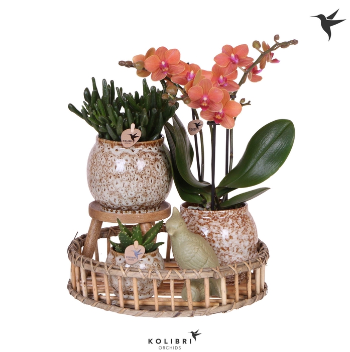 <h4>Kolibri Gift Set Untamed Nature</h4>