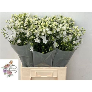 Delph En Morpho Silky White