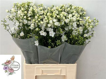 <h4>Delph En Morpho Silky White</h4>