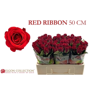 R GR RED RIBBON