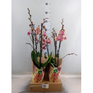 Phalaenopsis   ...orange