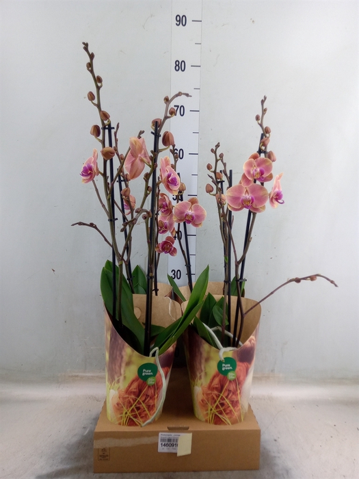 <h4>Phalaenopsis   ...orange</h4>