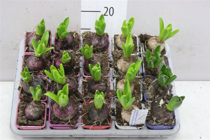 <h4>Hyacinthus Gemengd 1pp</h4>