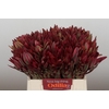 Leucadendron Jester