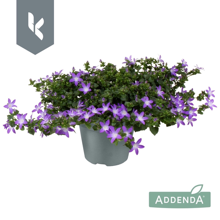 <h4>Campanula Adansa Purple</h4>