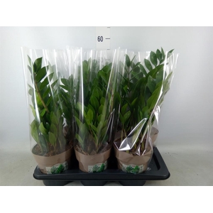 Zamioculcas zamiifolia