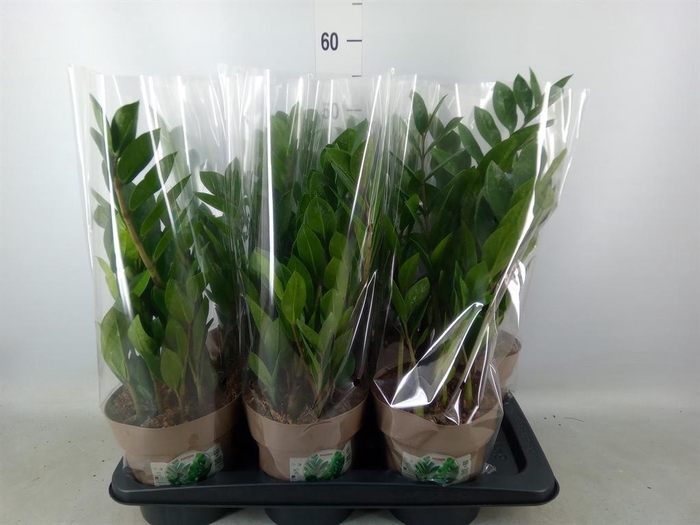 <h4>Zamioculcas zamiifolia</h4>