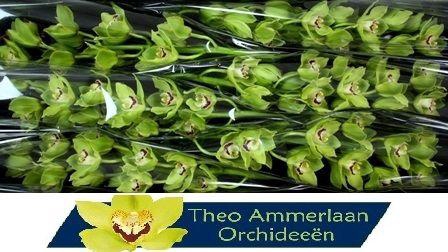 <h4>Anderson 80 x8</h4>