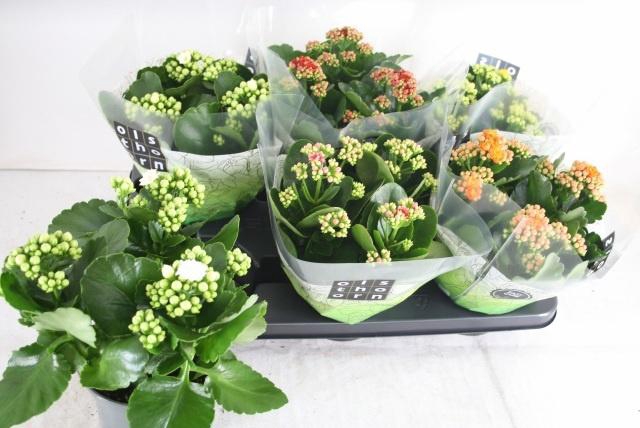 <h4>KAL GE GEM 5 KL</h4>