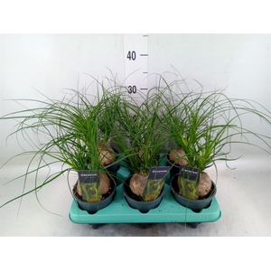 Beaucarnea recurvata