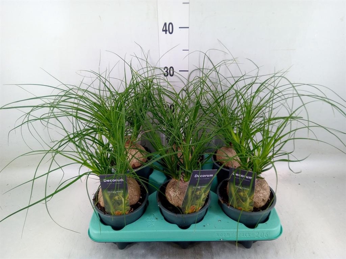 <h4>Beaucarnea recurvata</h4>