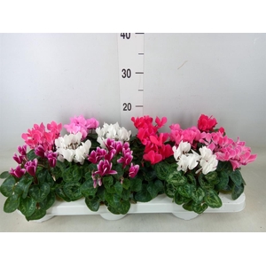 Cyclamen KL 'Verano'