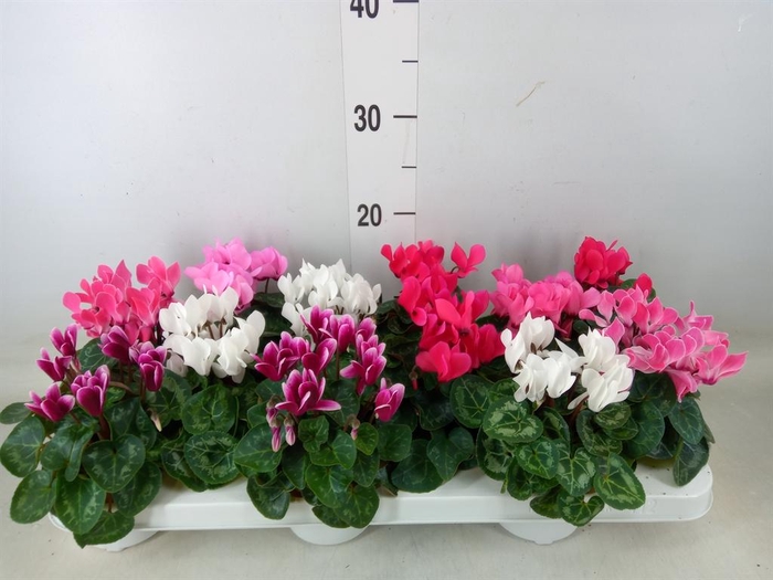 <h4>Cyclamen KL 'Verano'</h4>