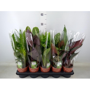 Calathea   ...mix 5