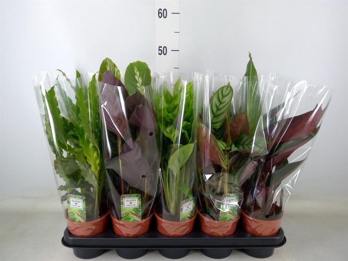 <h4>Calathea ...mix 5</h4>