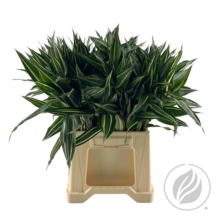 Sandriana Victory 52cm Doos