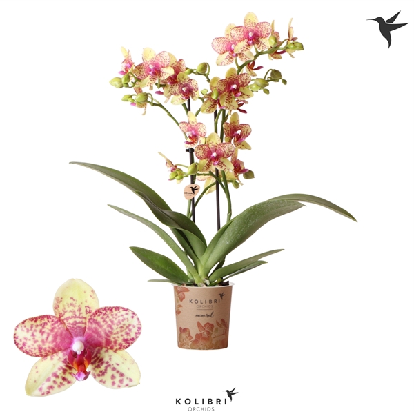 <h4>Kolibri Orchids Phalaenopsis Blossom Grosetto 2 spike 12 cm</h4>