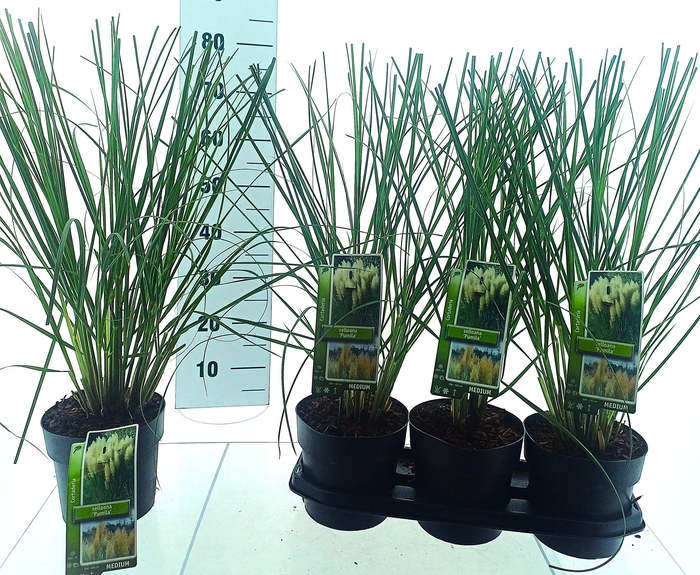 <h4>CORTA SELLOANA</h4>