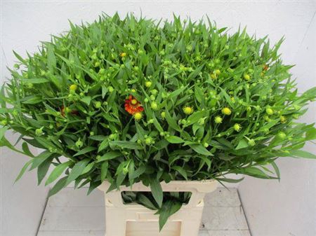 <h4>Helenium Ov</h4>