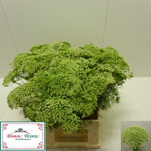 AMMI VISNAGA