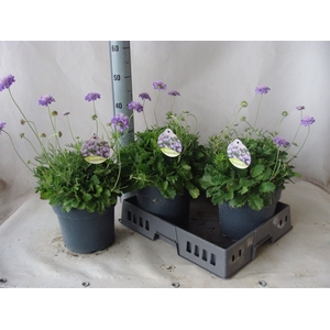 Scabiosa columb. 'Butterfly Blue'