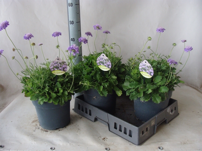 <h4>Scabiosa columb. 'Butterfly Blue'</h4>