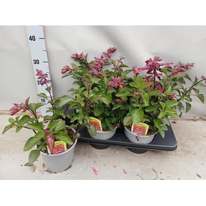 SALVIA LOVE AND WISH