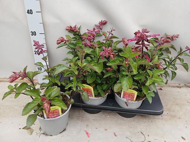 <h4>SALVIA LOVE AND WISH</h4>