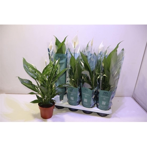 arr8 Spath Sweet Benito