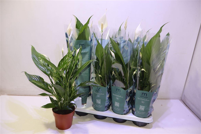 <h4>Spath Sweet Benito</h4>